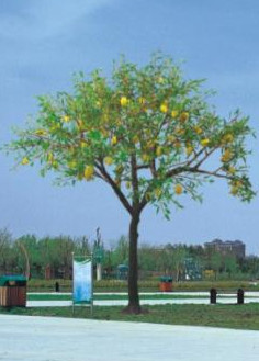 景觀(guān)樹(shù)燈HK15-98301 景觀(guān)樹(shù)燈HK15-98301